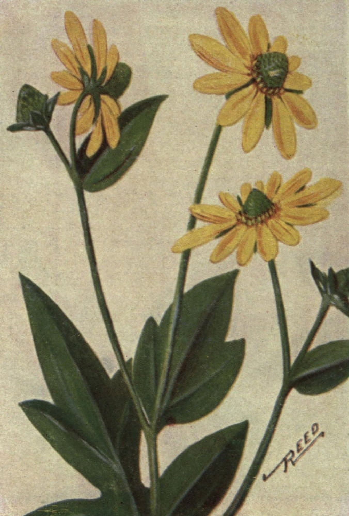Wild Flowers East of the Rockies 1910 Tall Cone Flower Canvas Art - C Reed (18 x 24)
