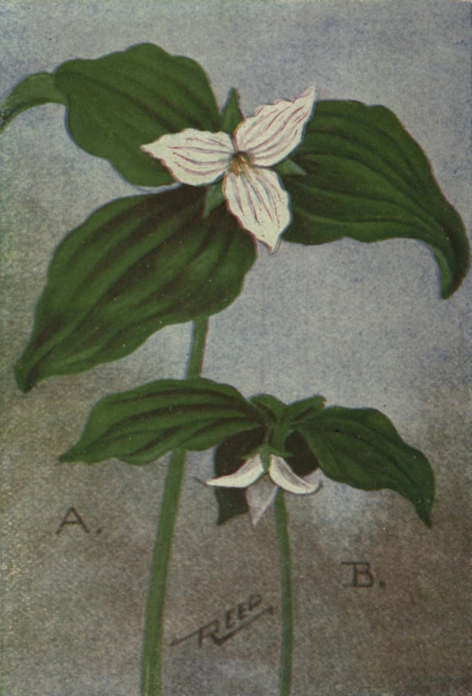 Wild Flowers East of the Rockies 1910 Trilliums Canvas Art - C Reed (24 x 36)