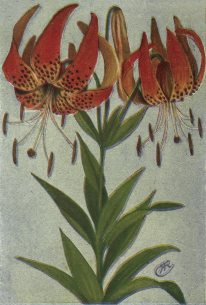 Wild Flowers East of the Rockies 1910 Turks Cap Lily Canvas Art - C Reed (24 x 36)