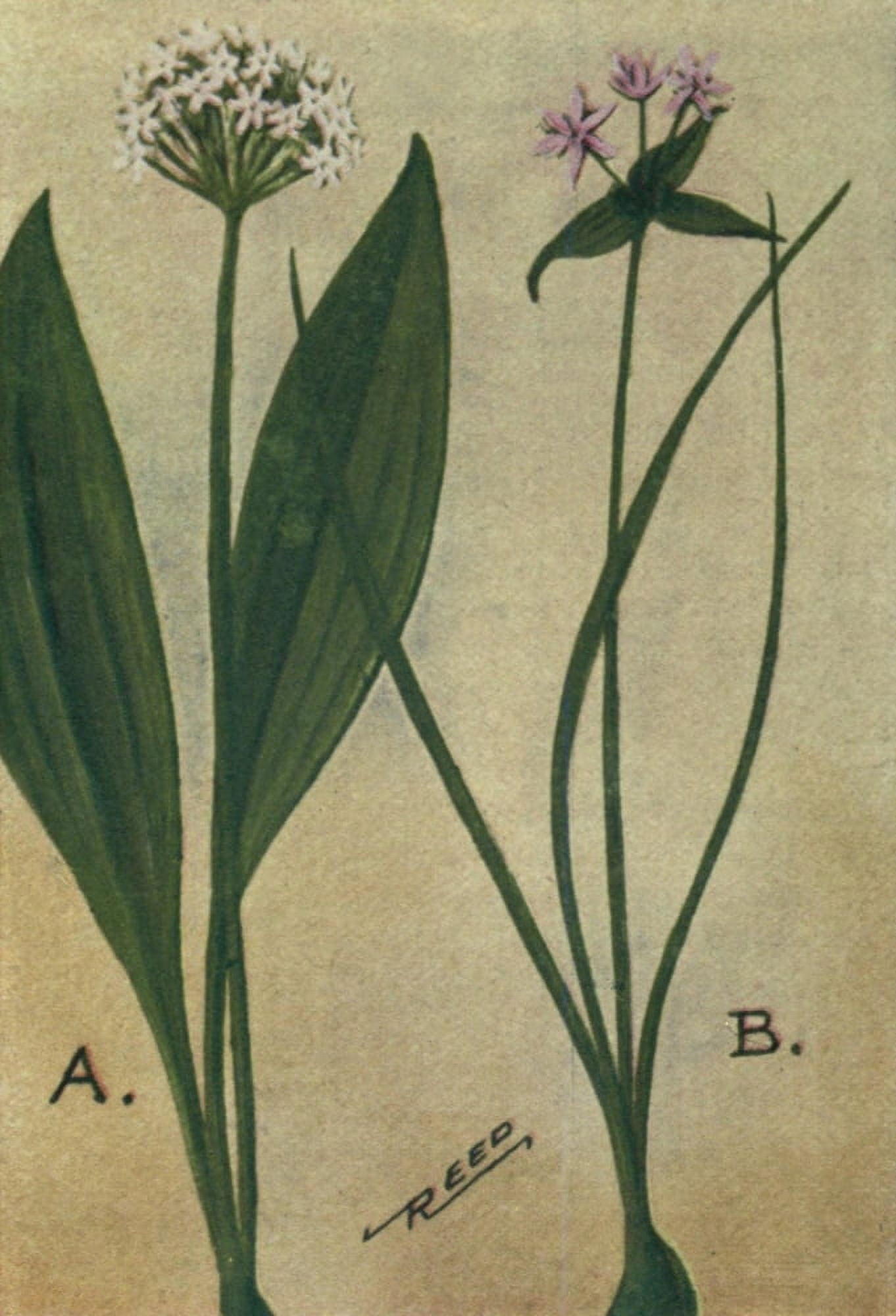 Wild Flowers East of the Rockies 1910 Wild Leek & Garlic Canvas Art - C Reed (18 x 24)