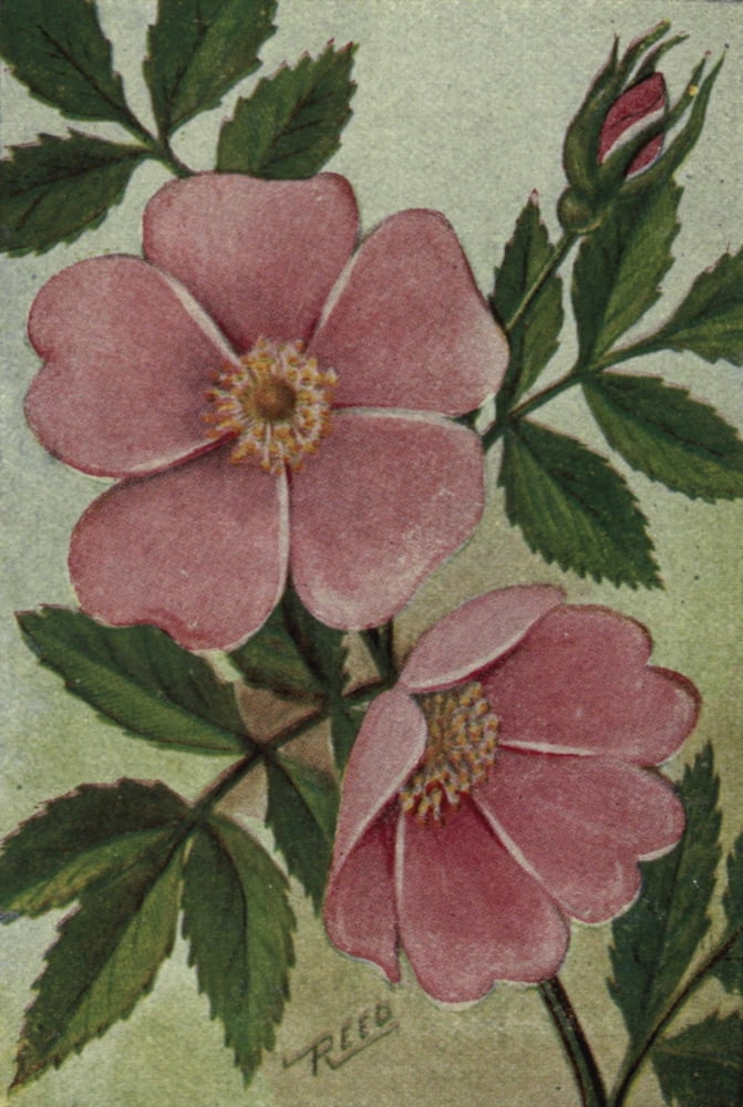 Wild Flowers East of the Rockies 1910 Wild Swamp Rose Canvas Art - C Reed (18 x 24)