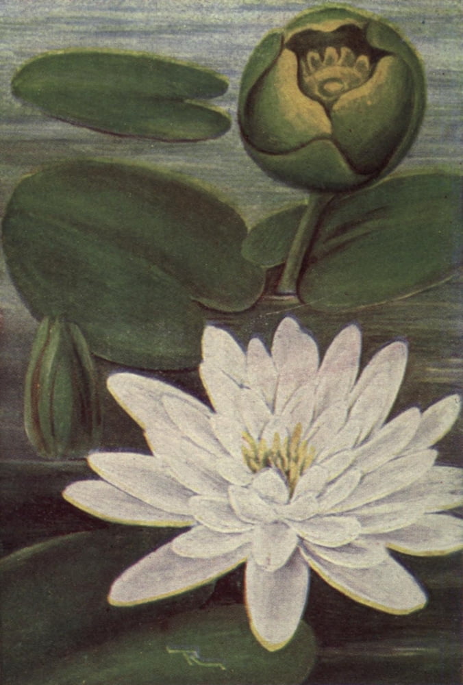 Wild Flowers East of the Rockies 1910 Yellow Pond Lily Canvas Art - C Reed (18 x 24)