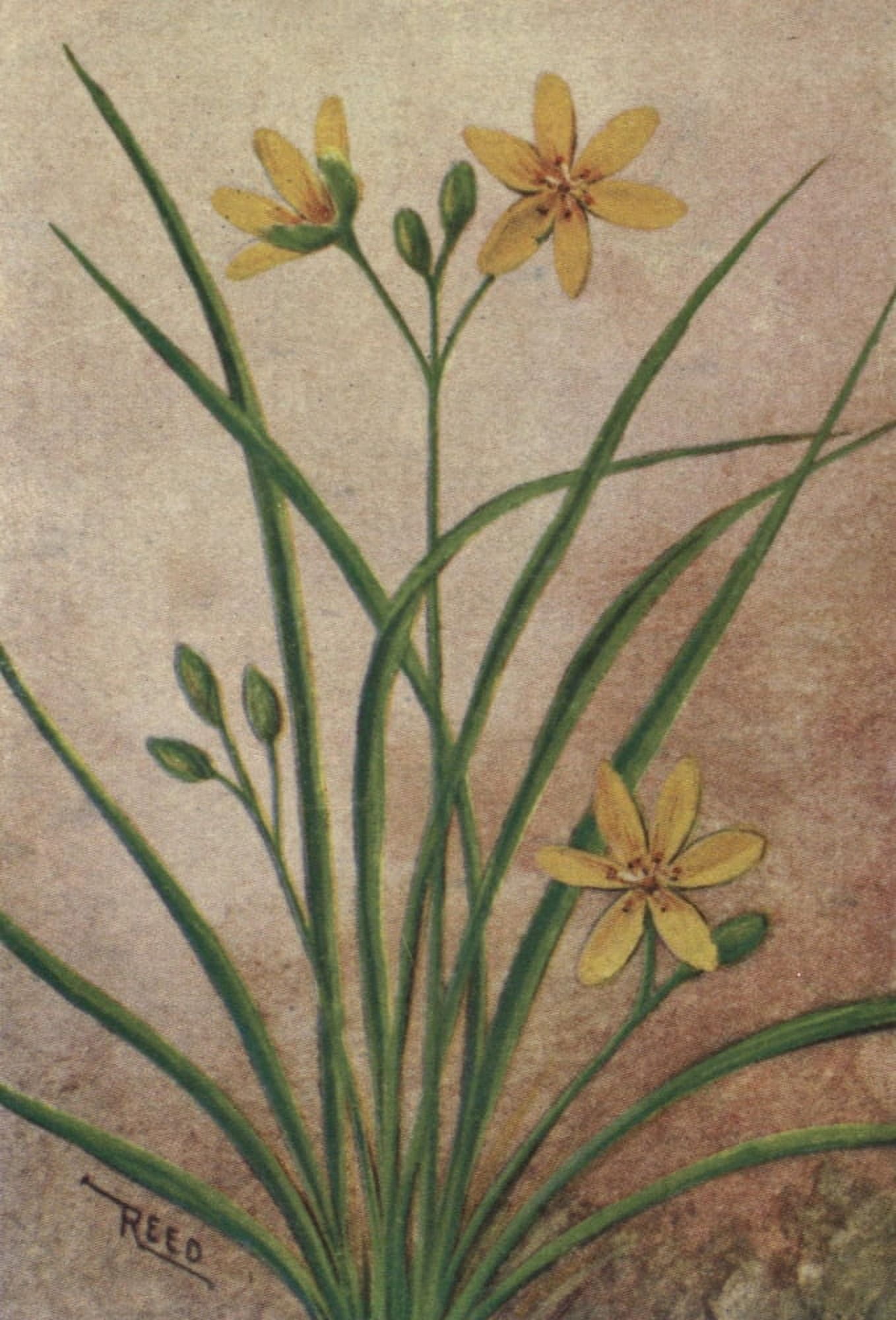 Wild Flowers East of the Rockies 1910 Yellow Star Grass Canvas Art - C Reed (24 x 36)