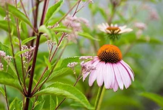 Wild Flowers I Canvas Art - Beth Wold (12 x 18)