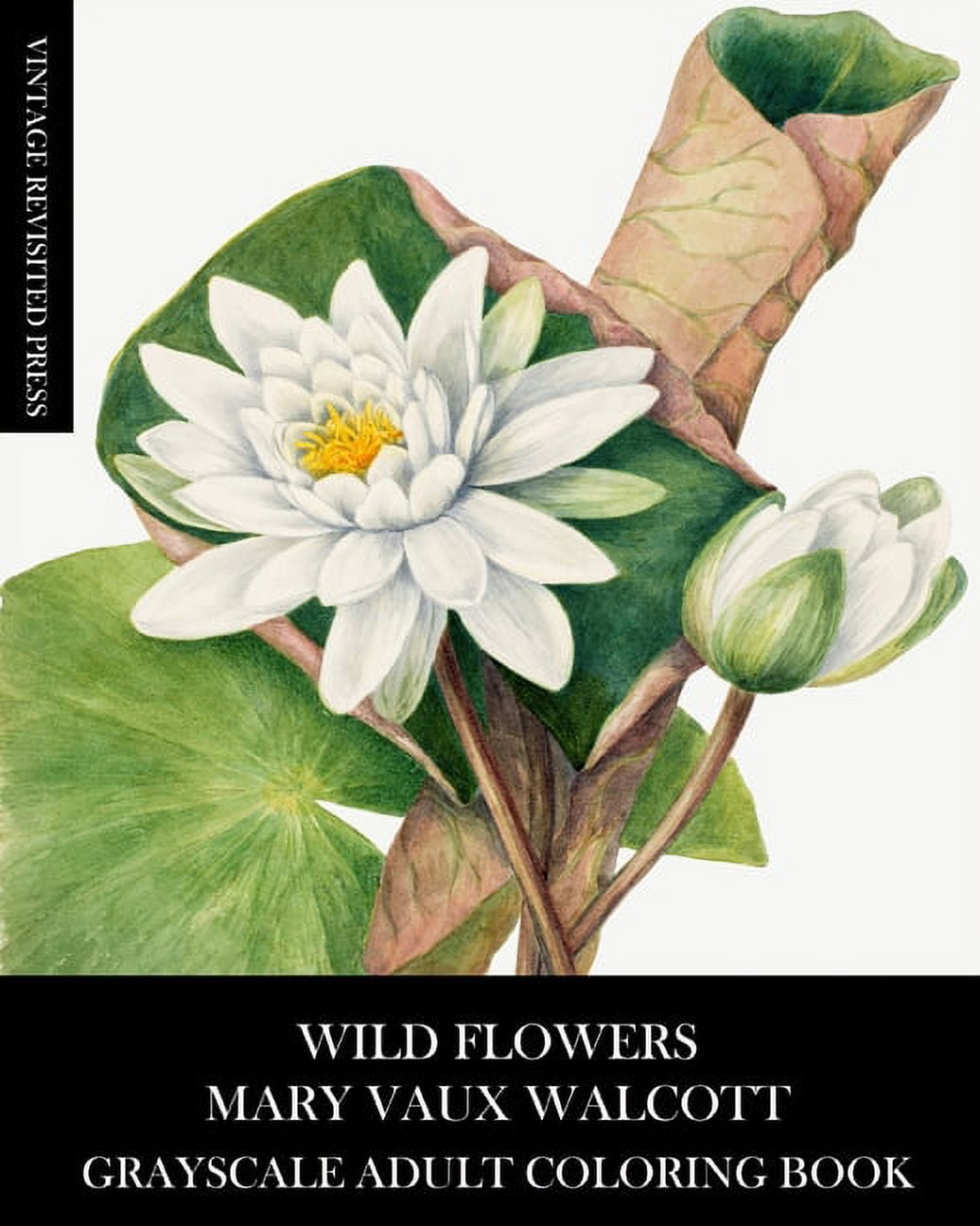 Wild Flowers: Mary Vaux Walcott Grayscale Adult Coloring Book, (Paperback)
