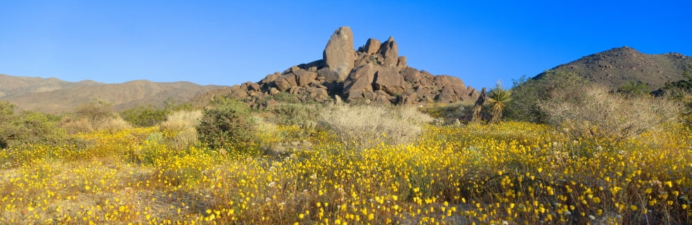 Wild Flowers North Entrance Joshua Tree National Park California Canvas Art - Panoramic Images (36 x 12)