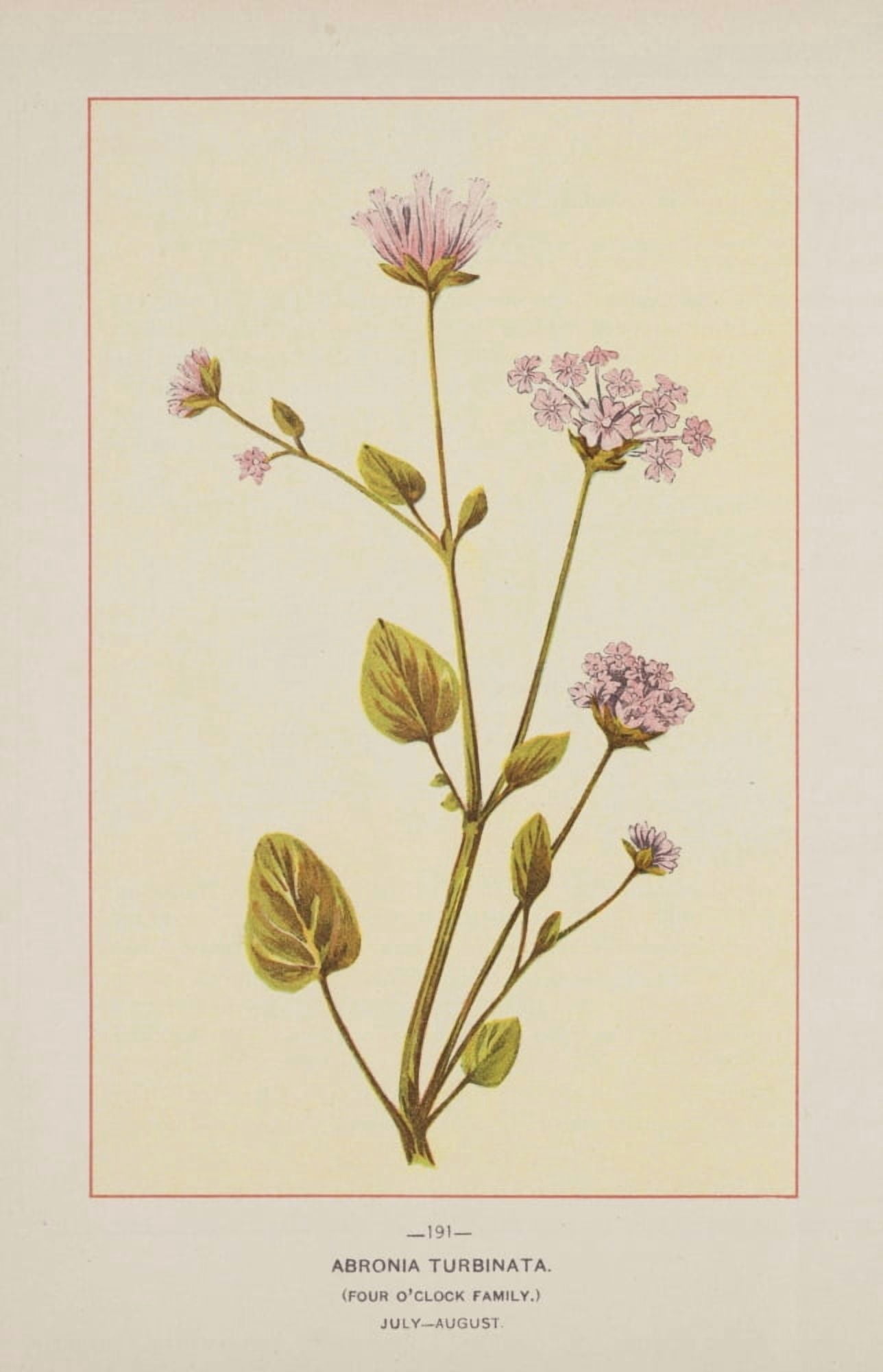 Wild Flowers of America 1894 Abronia Turbinata Canvas Art - Unknown (18 x 24)