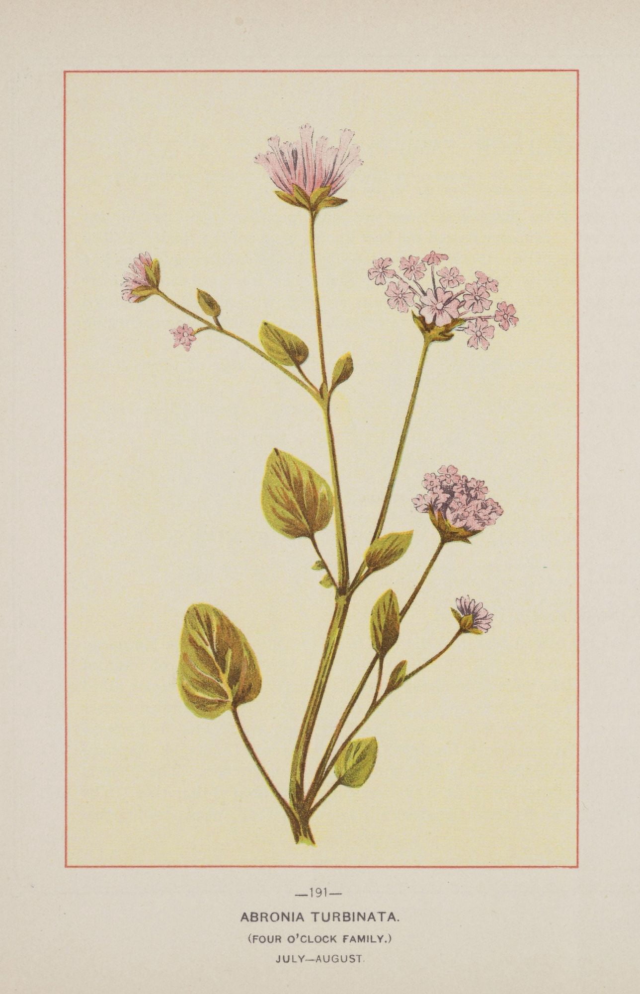 Wild Flowers of America 1894 Abronia Turbinata Canvas Art - Unknown (24 x 36)