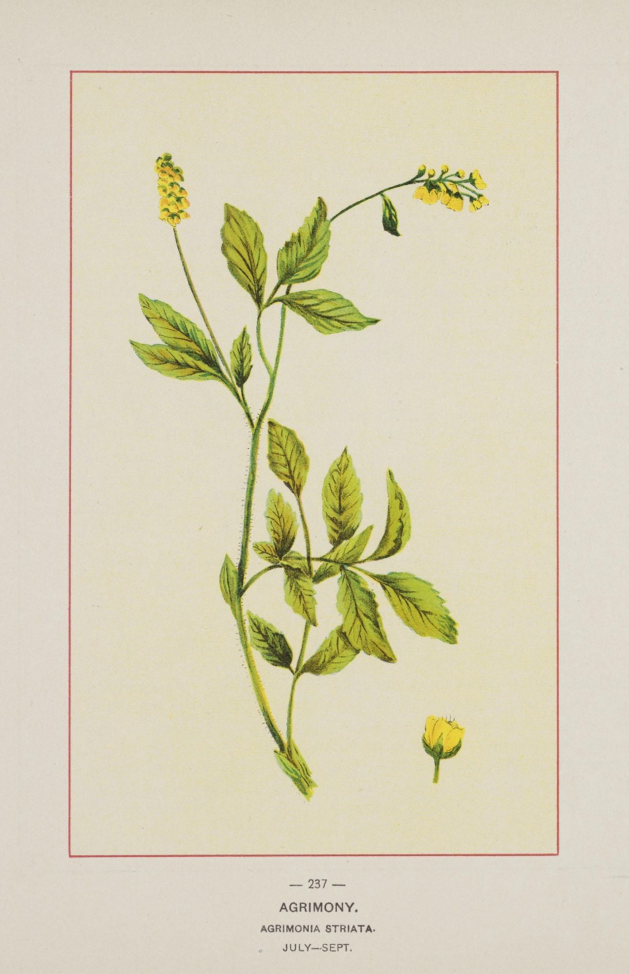 Wild Flowers of America 1894 Agrimony Canvas Art - Unknown (24 x 36)