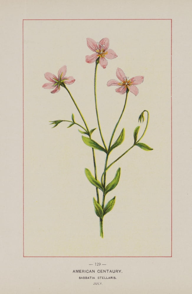 Wild Flowers of America 1894 American Centaury Canvas Art - Unknown (18 x 24)