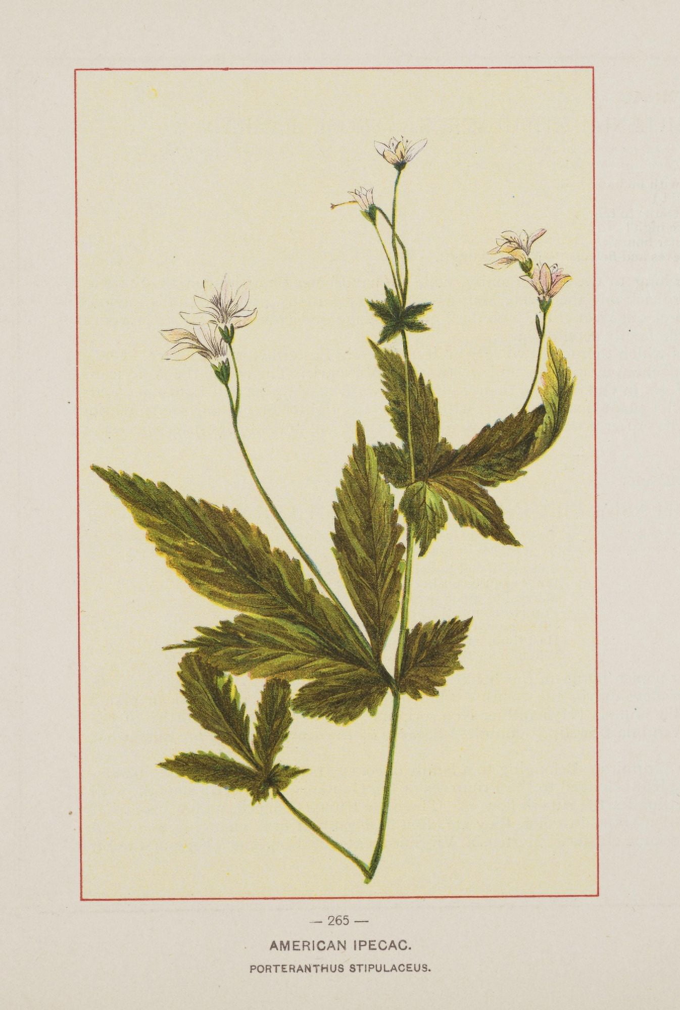 Wild Flowers of America 1894 American Ipecac Canvas Art - Unknown (18 x 24)