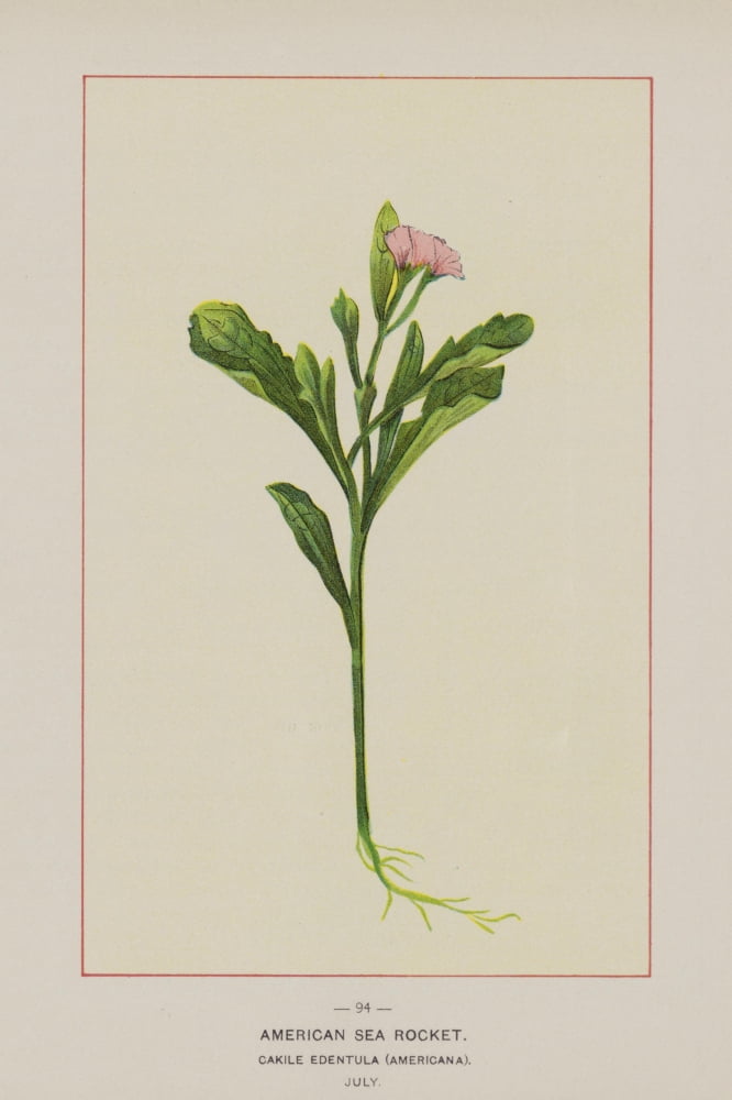 Wild Flowers of America 1894 American Sea Rocket Canvas Art - Unknown (18 x 24)