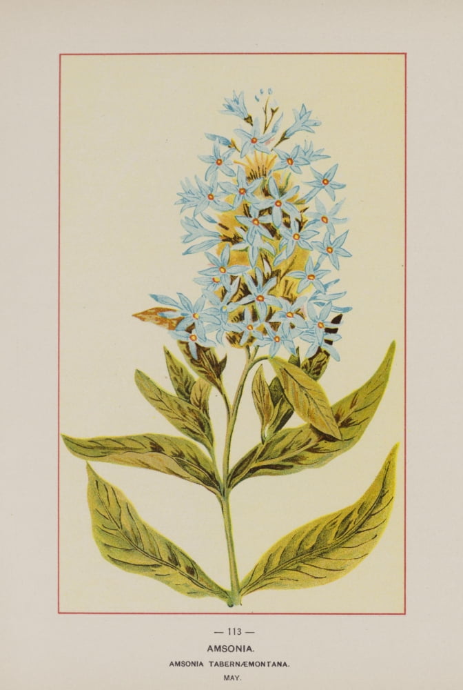 Wild Flowers of America 1894 Amsonia Canvas Art - Unknown (24 x 36)