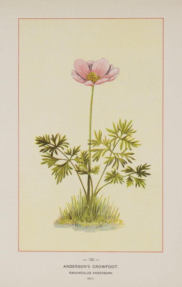Wild Flowers of America 1894 Andersons Crowfoot Canvas Art - Unknown (18 x 24)
