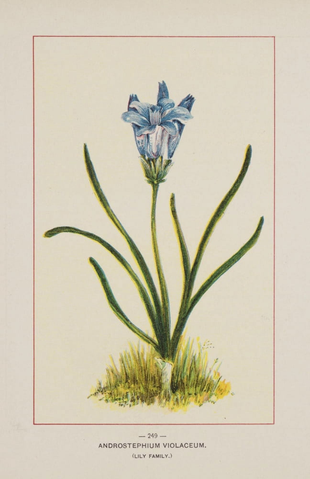 Wild Flowers of America 1894 Androstephium Violaceum Canvas Art - Unknown (18 x 24)