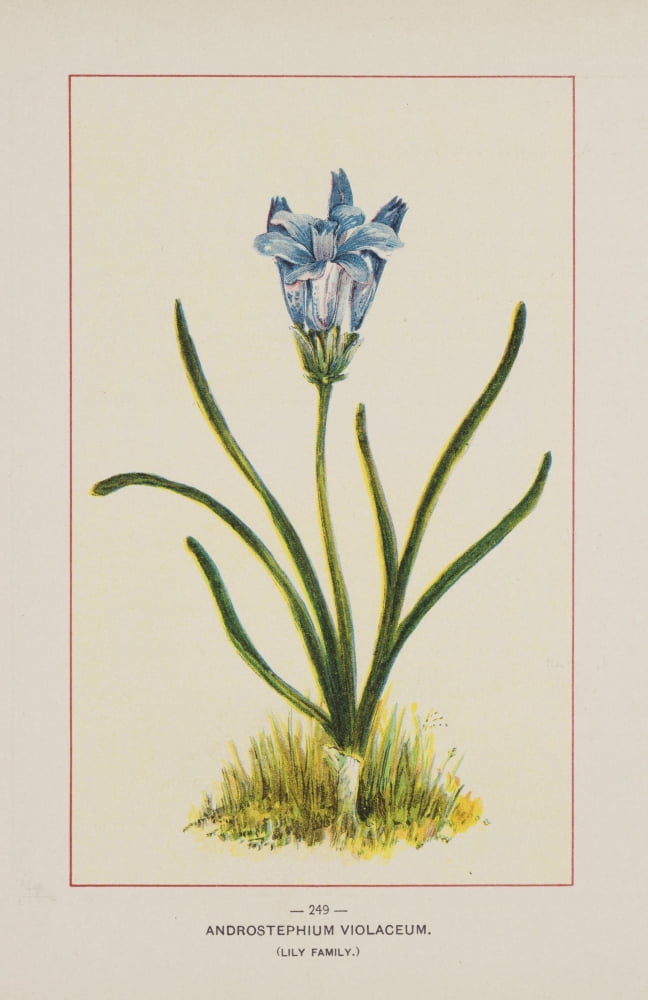 Wild Flowers of America 1894 Androstephium Violaceum Canvas Art - Unknown (24 x 36)