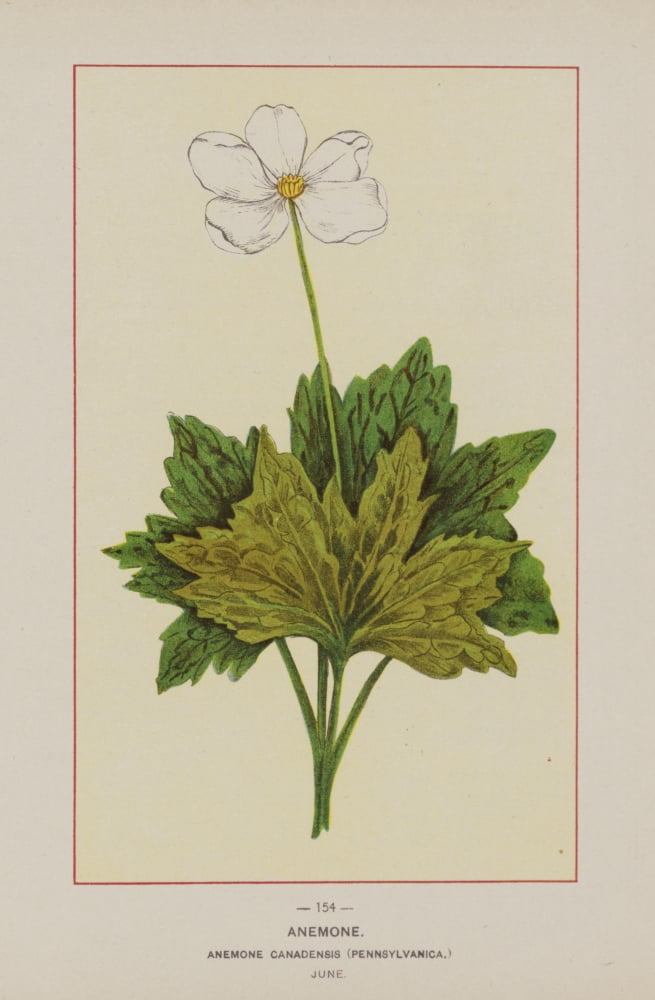 Wild Flowers of America 1894 Anemone Canvas Art - Unknown (18 x 24)
