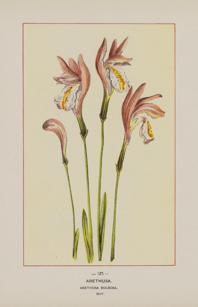 Wild Flowers of America 1894 Arethusa Canvas Art - Unknown (24 x 36)