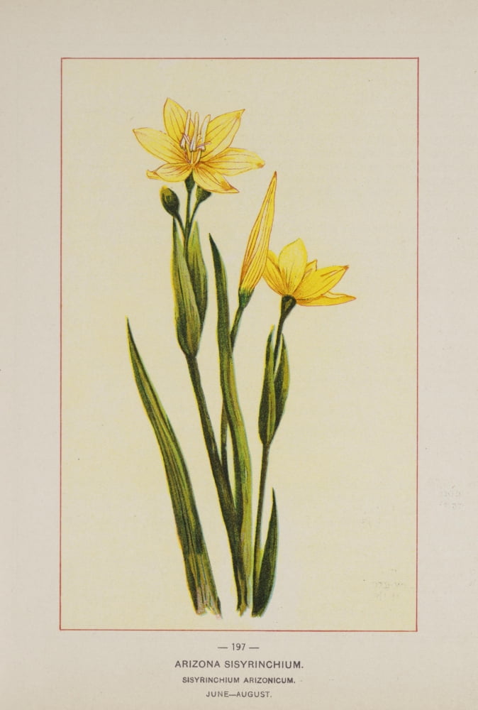 Wild Flowers of America 1894 Arizona Sisyrinchium Canvas Art - Unknown (24 x 36)