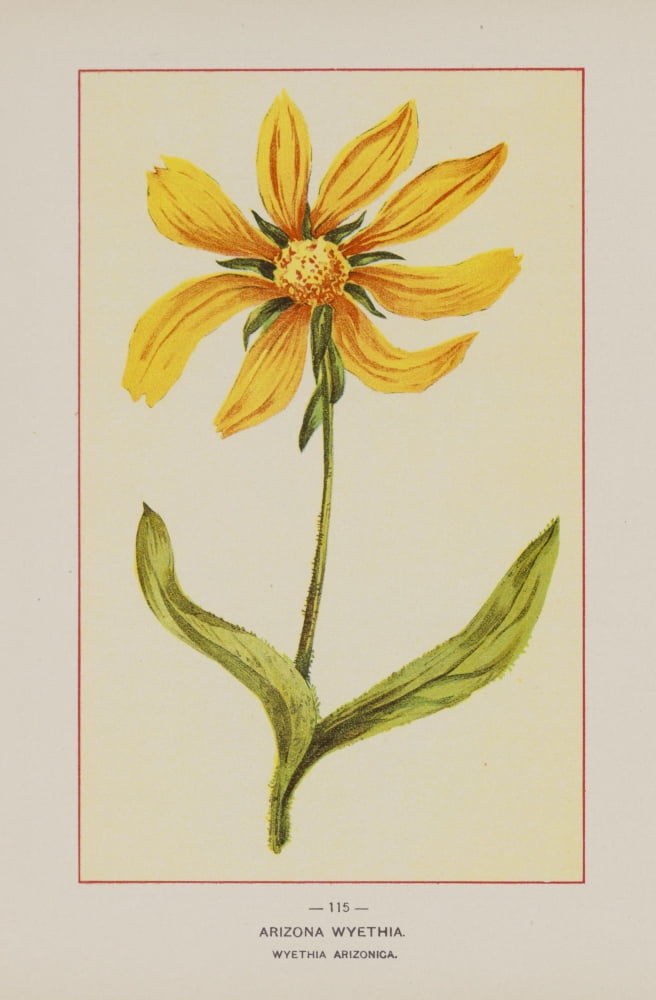 Wild Flowers of America 1894 Arizona Wyethia Canvas Art - Unknown (24 x 36)