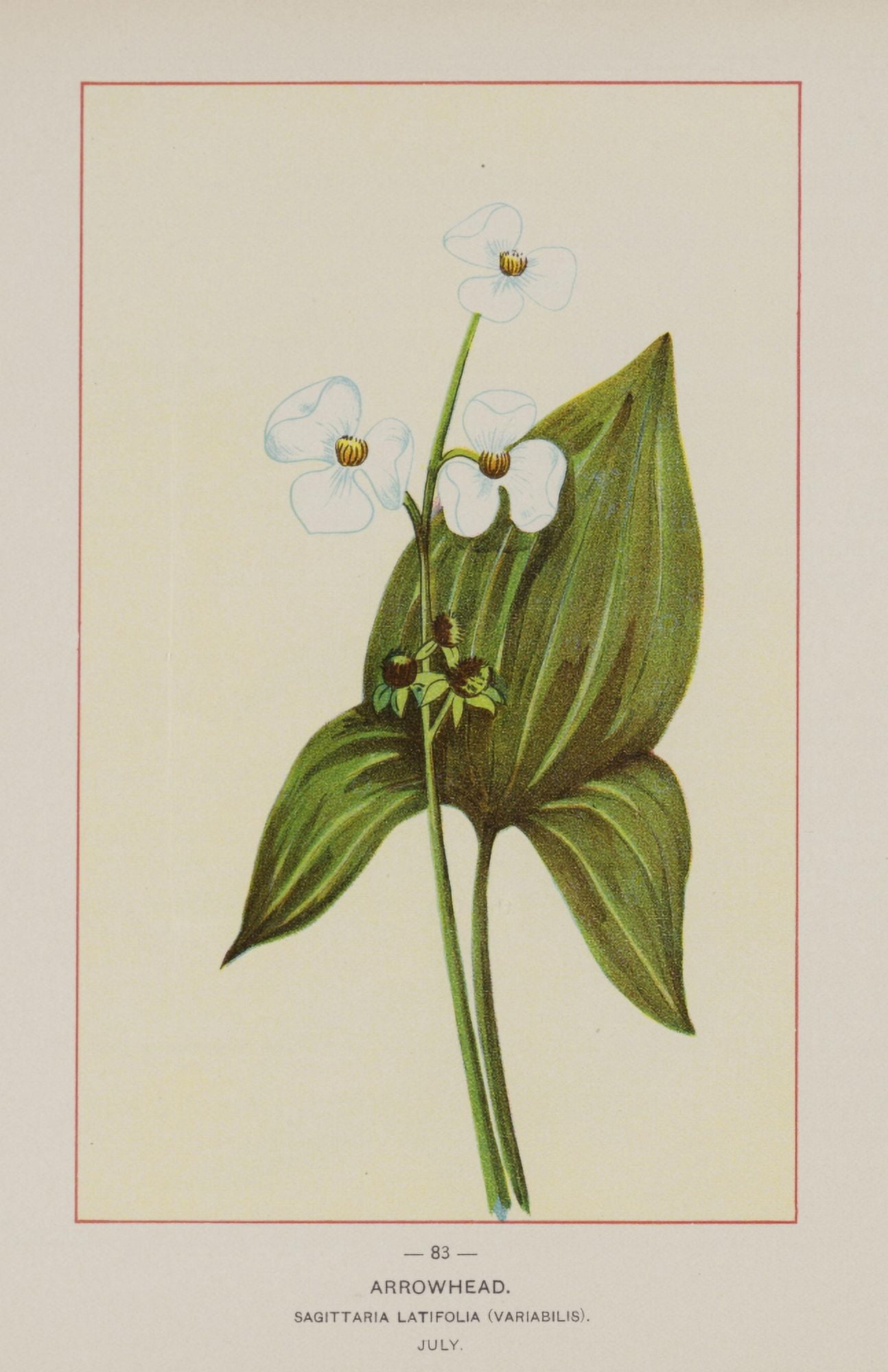 Wild Flowers of America 1894 Arrowhead Canvas Art - Unknown (18 x 24)