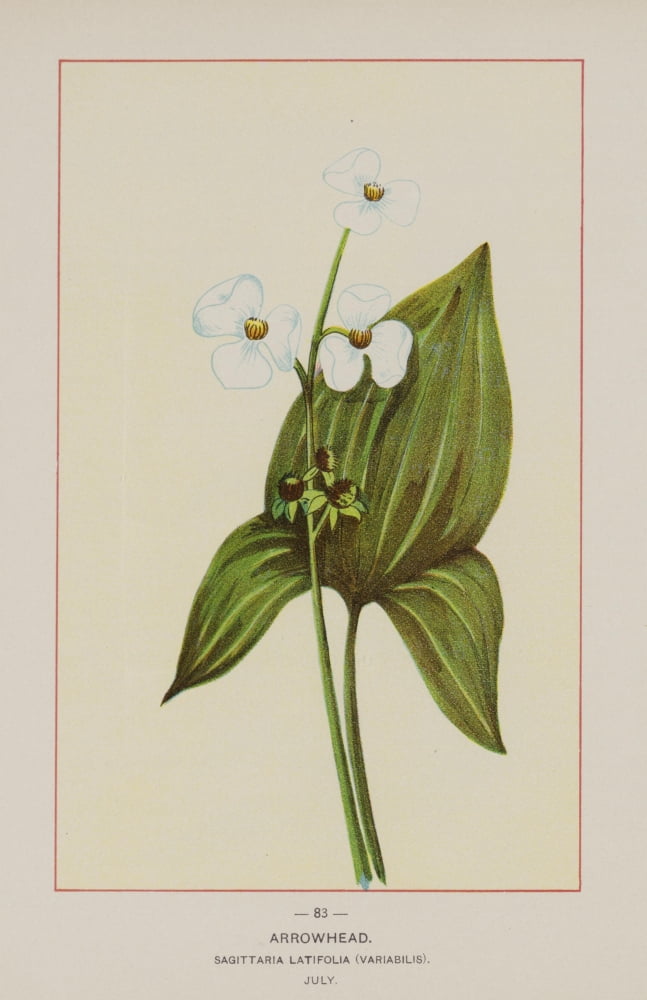 Wild Flowers of America 1894 Arrowhead Canvas Art - Unknown (24 x 36)