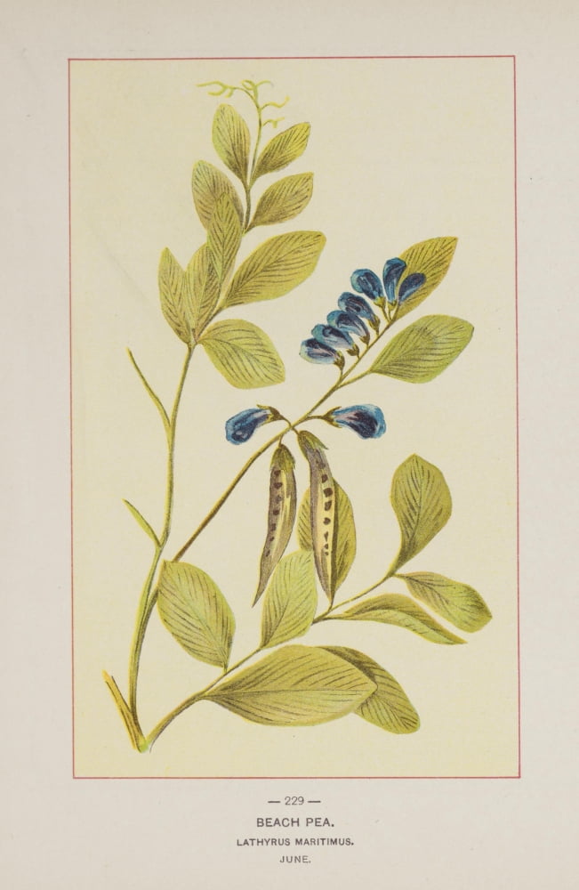 Wild Flowers of America 1894 Beach Pea Canvas Art - Unknown (18 x 24)