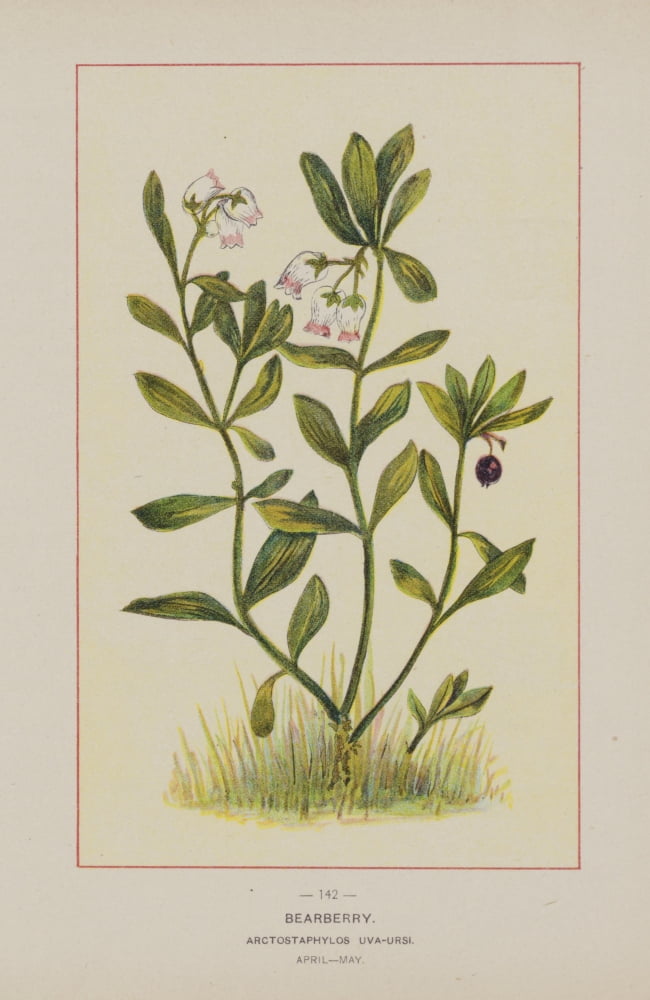 Wild Flowers of America 1894 Bearberry Canvas Art - Unknown (18 x 24)