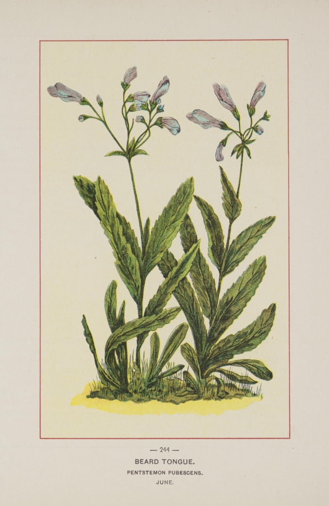Wild Flowers of America 1894 Beard Tongue Canvas Art - Unknown (24 x 36)