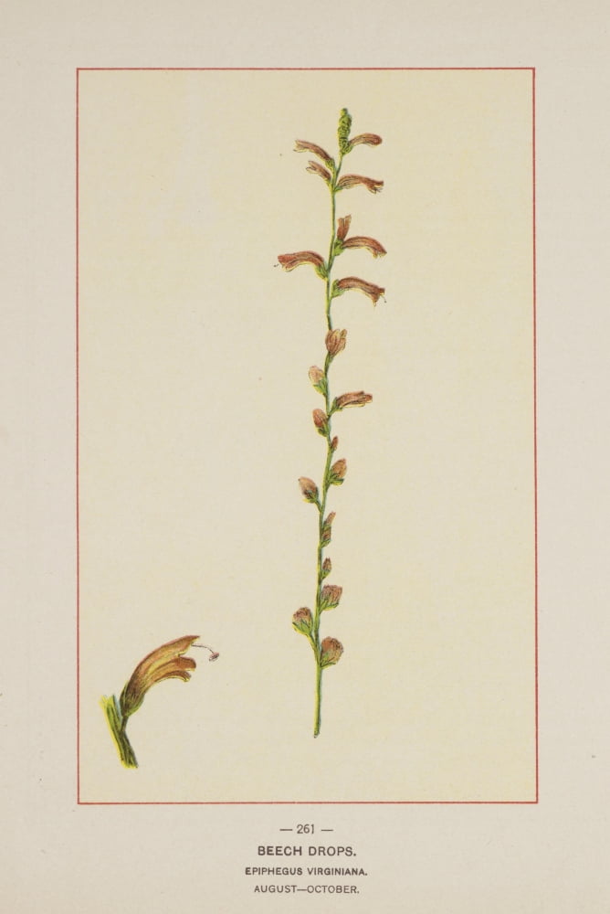 Wild Flowers of America 1894 Beech Drops Canvas Art - Unknown (18 x 24)