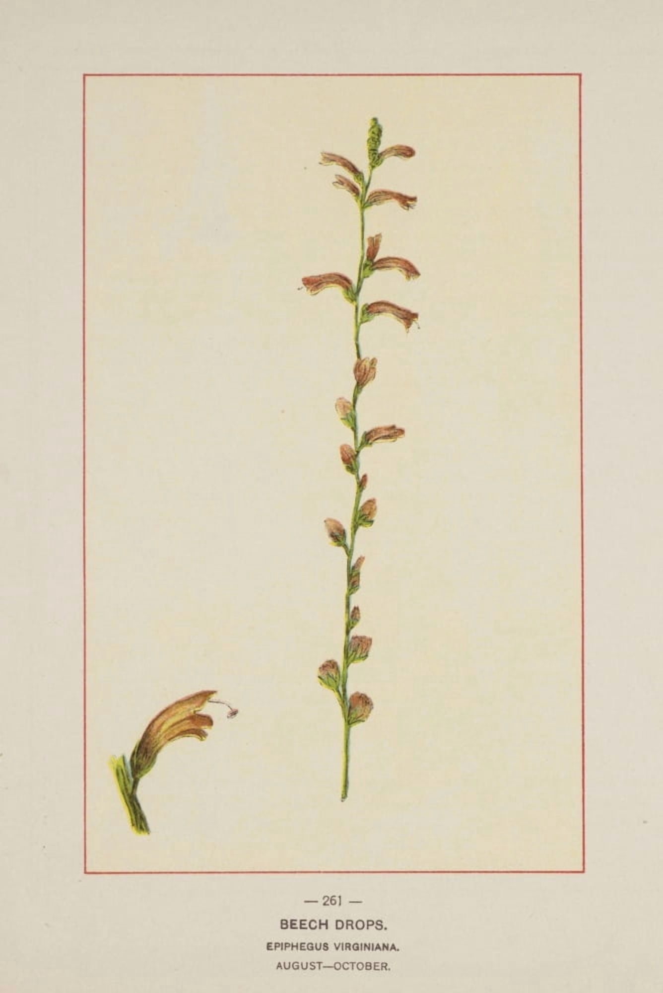 Wild Flowers of America 1894 Beech Drops Canvas Art - Unknown (24 x 36)