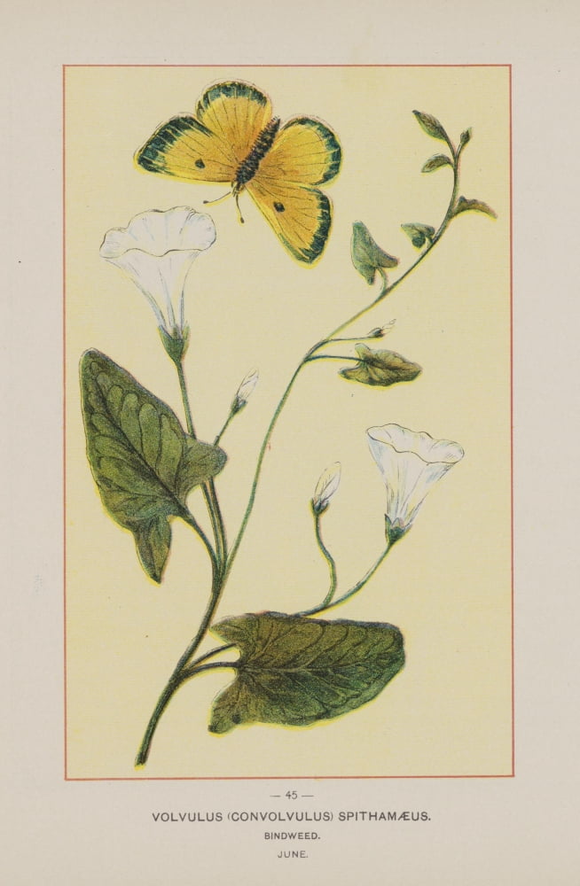 Wild Flowers of America 1894 Bindweed Canvas Art - Unknown (24 x 36)