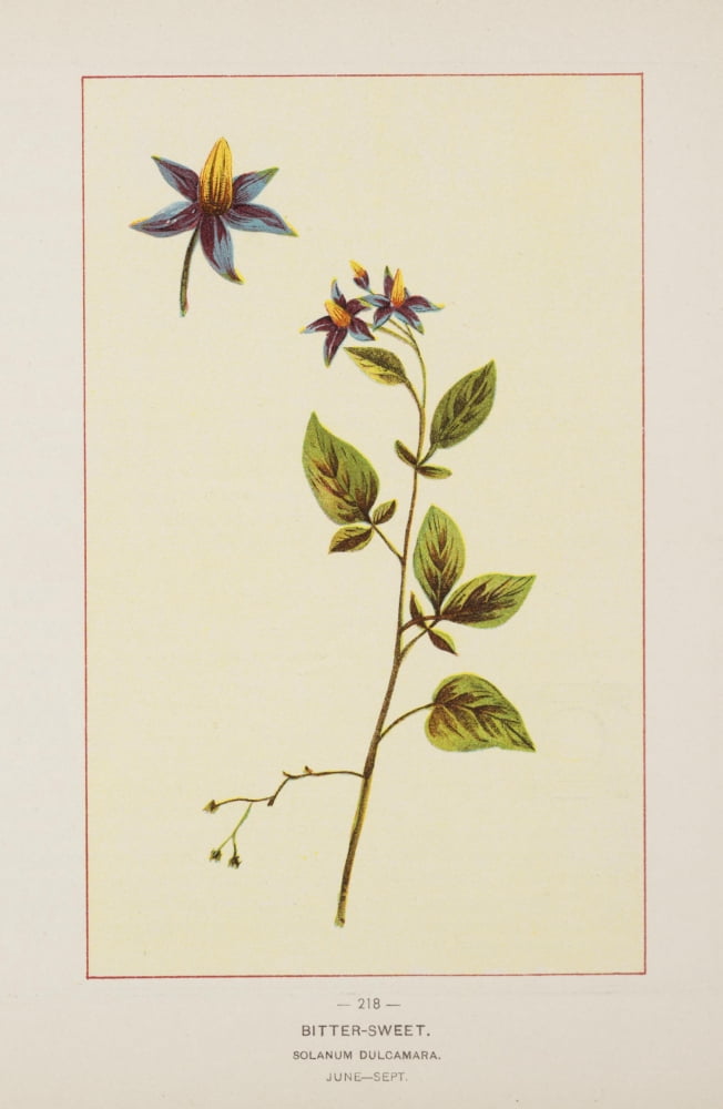 Wild Flowers of America 1894 Bitter-sweet Canvas Art - Unknown (24 x 36)