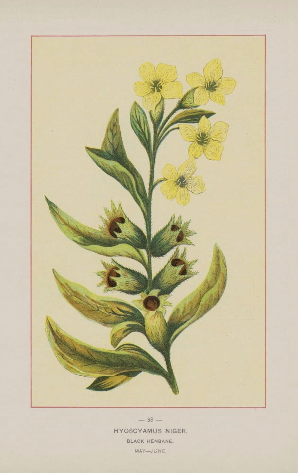 Wild Flowers of America 1894 Black Henbane Canvas Art - Unknown (18 x 24)