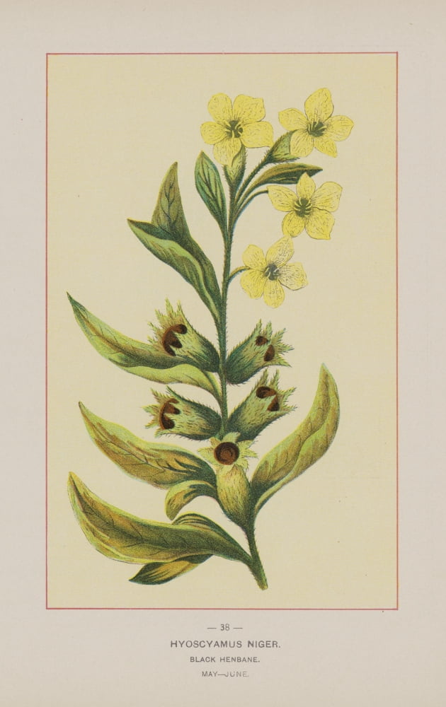 Wild Flowers of America 1894 Black Henbane Canvas Art - Unknown (24 x 36)