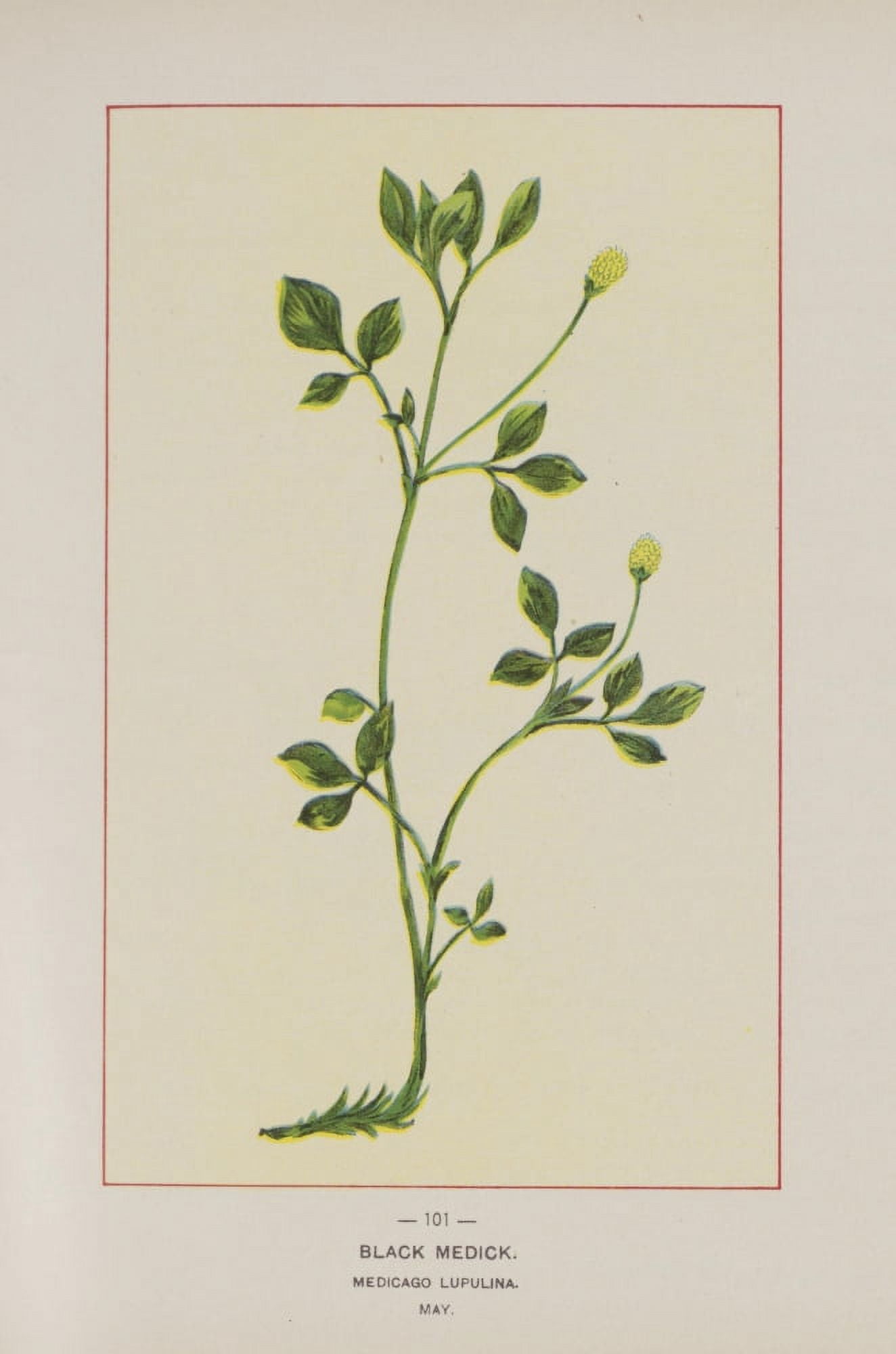 Wild Flowers of America 1894 Black Medick Canvas Art - Unknown (18 x 24)