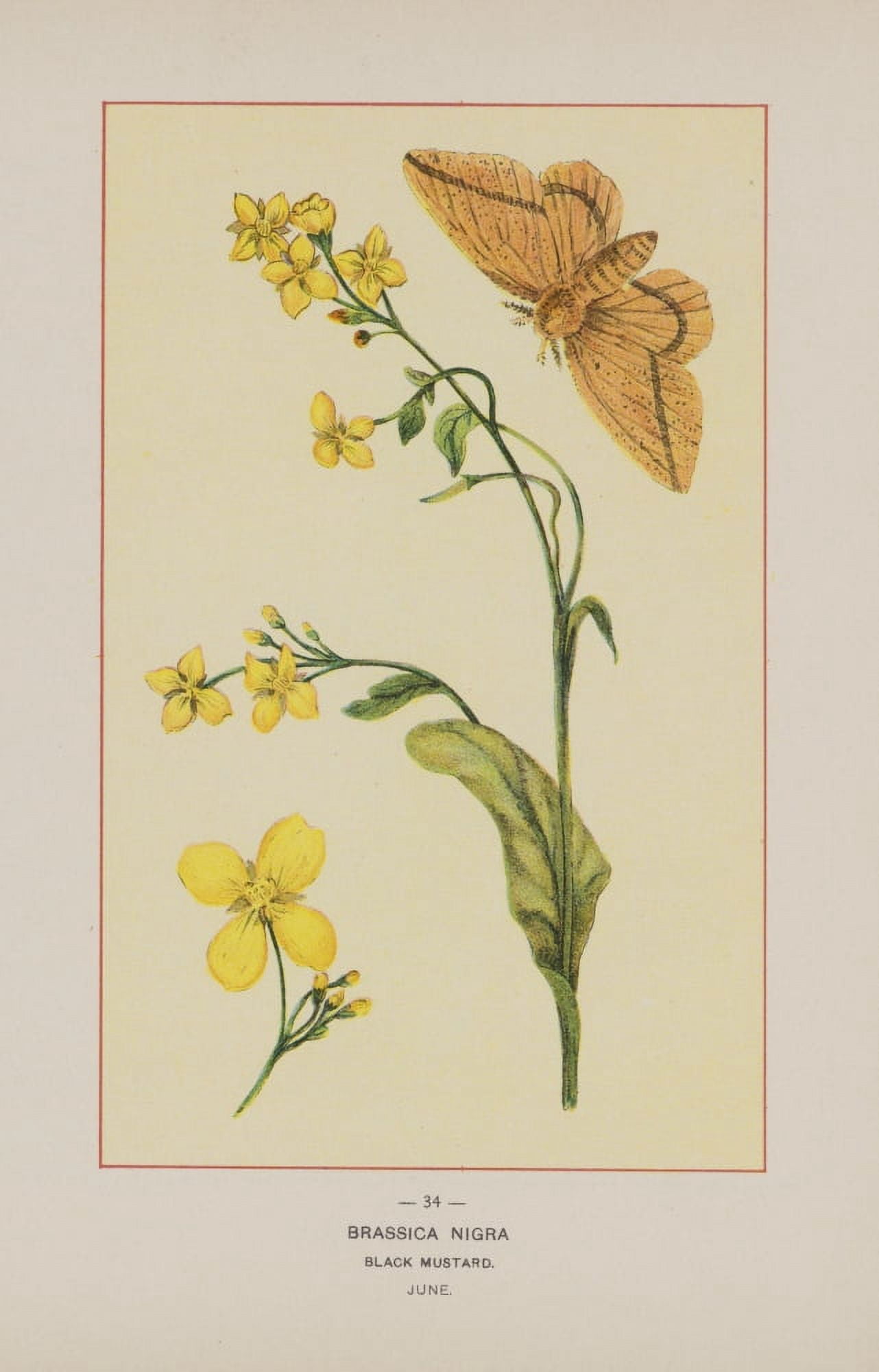 Wild Flowers of America 1894 Black Mustard Canvas Art - Unknown (18 x 24)
