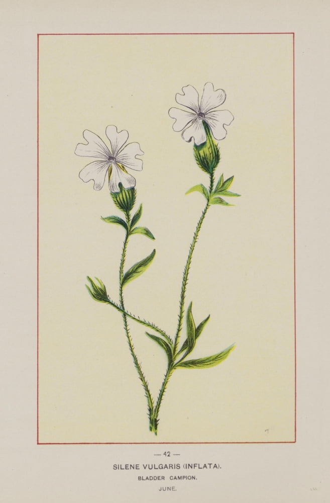 Wild Flowers of America 1894 Bladder Campion Canvas Art - Unknown (24 x 36)