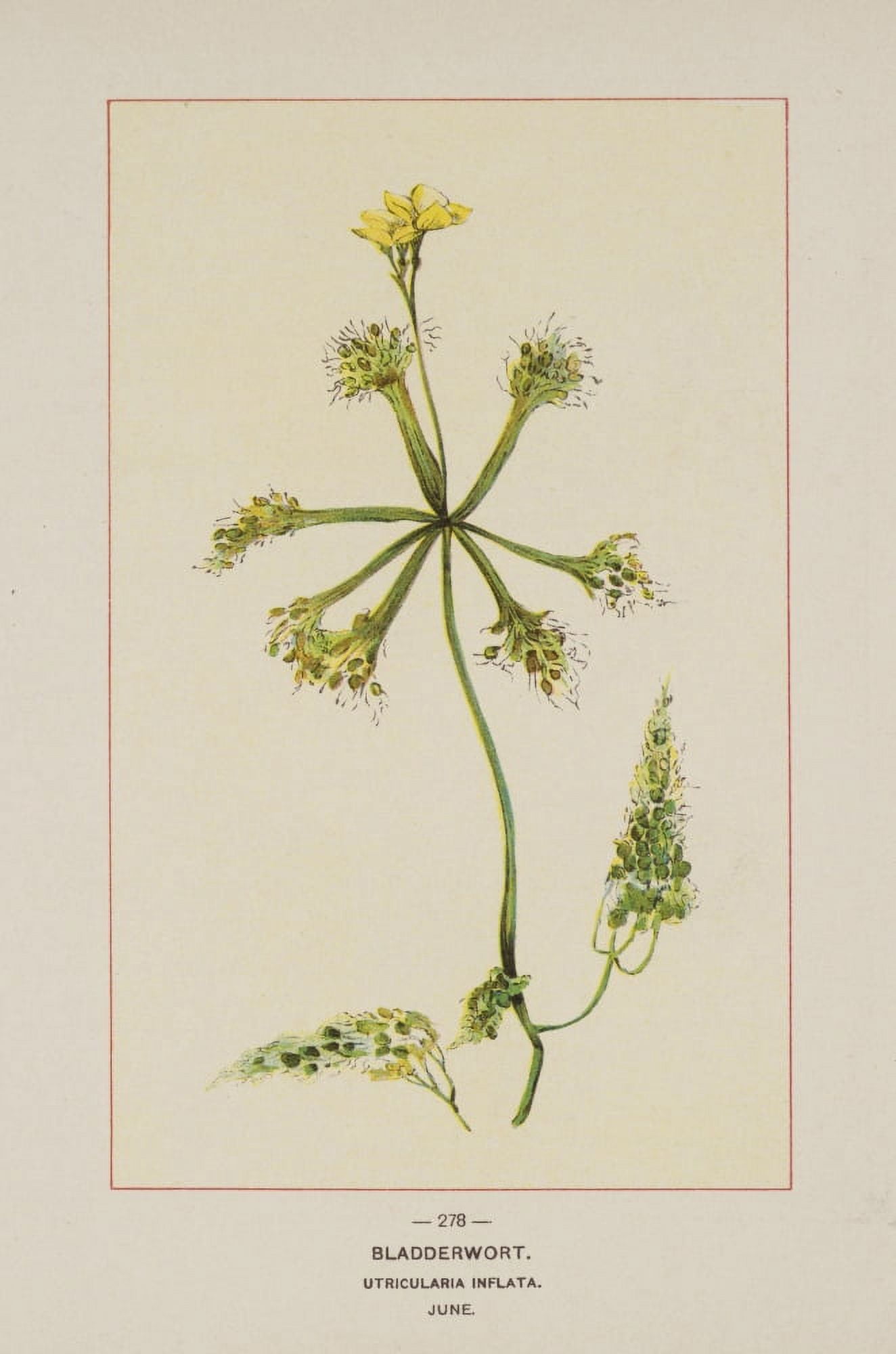 Wild Flowers of America 1894 Bladderwort Canvas Art - Unknown (18 x 24)