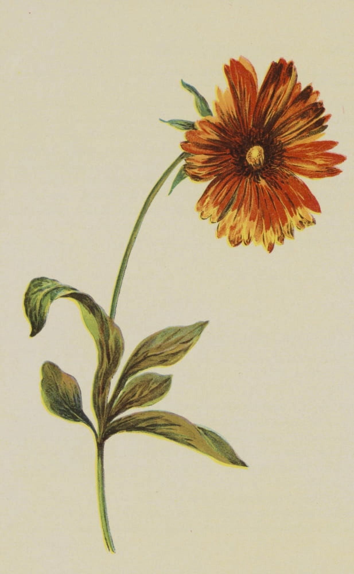 Wild Flowers of America 1894 Blanket Flower Canvas Art - Unknown (24 x 36)