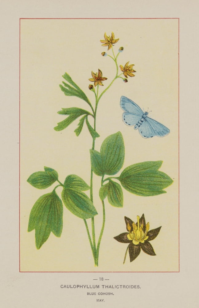 Wild Flowers of America 1894 Blue Cohosh Canvas Art - Unknown (24 x 36)