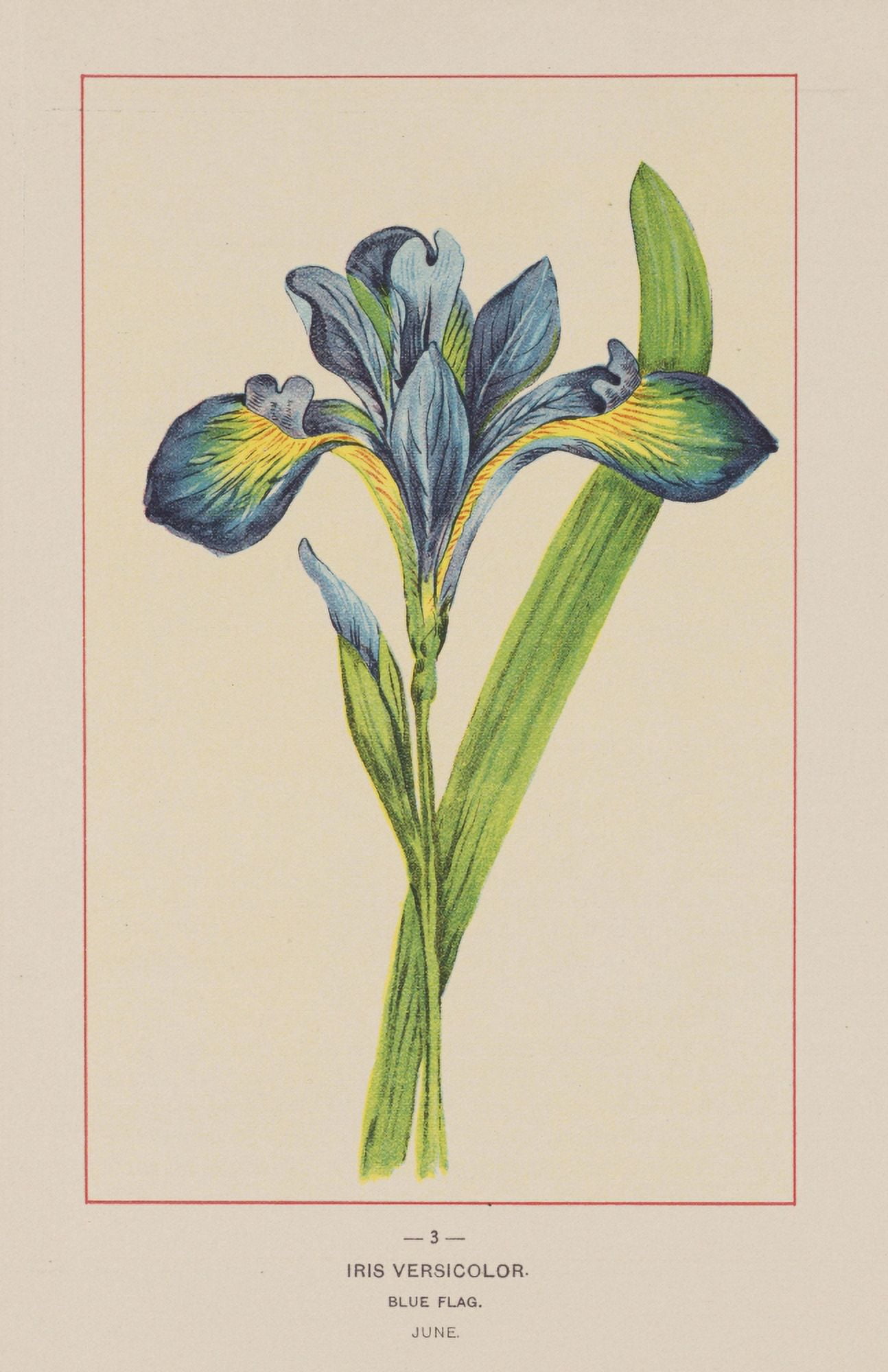 Wild Flowers of America 1894 Blue Flag Canvas Art - Unknown (18 x 24)
