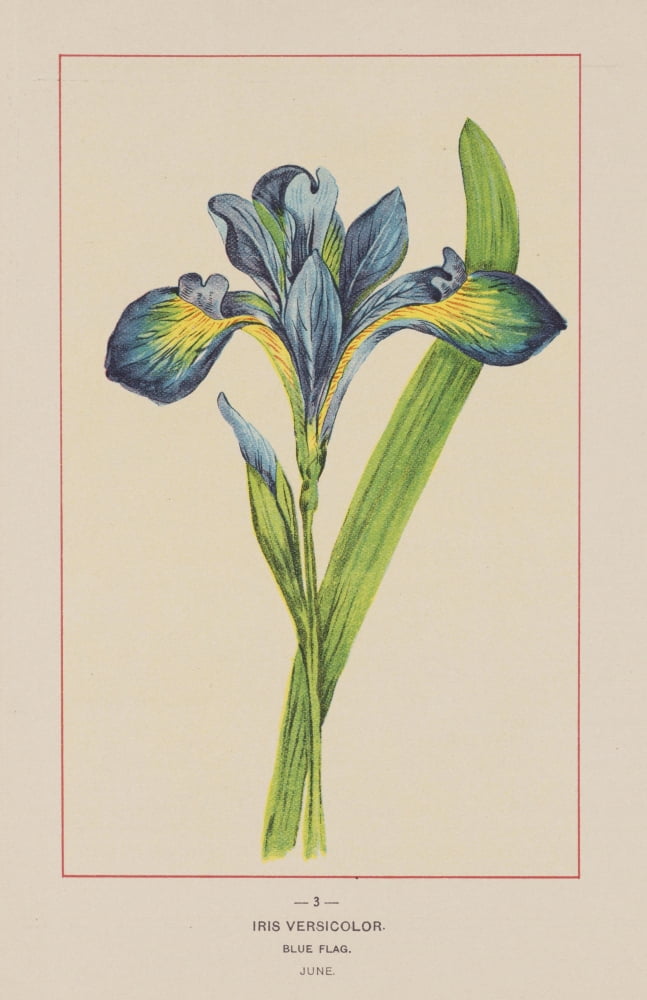 Wild Flowers of America 1894 Blue Flag Canvas Art - Unknown (24 x 36)