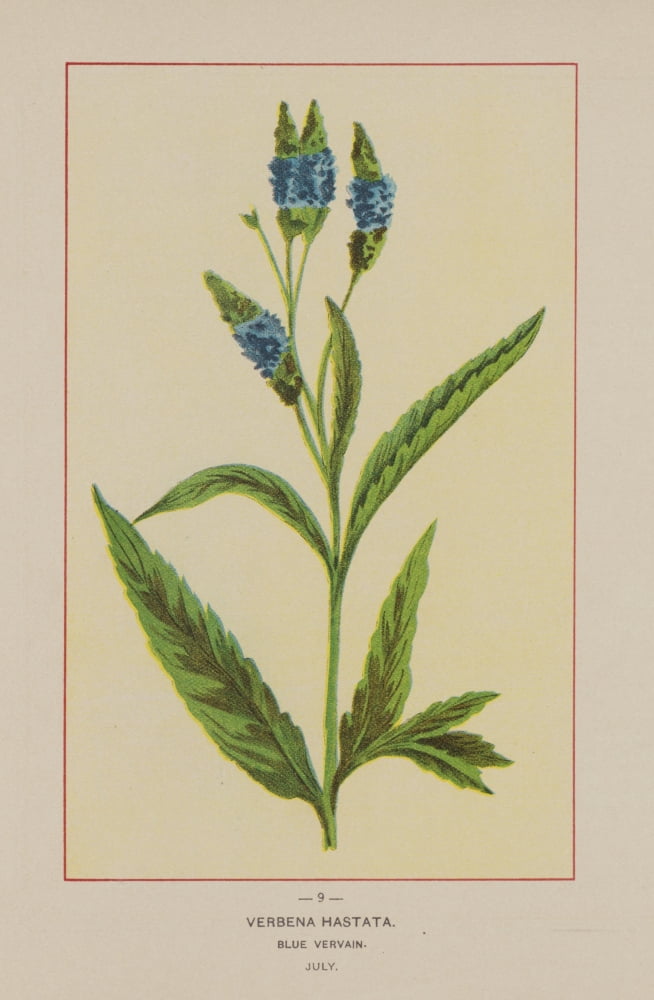Wild Flowers of America 1894 Blue Vervain Canvas Art - Unknown (18 x 24)