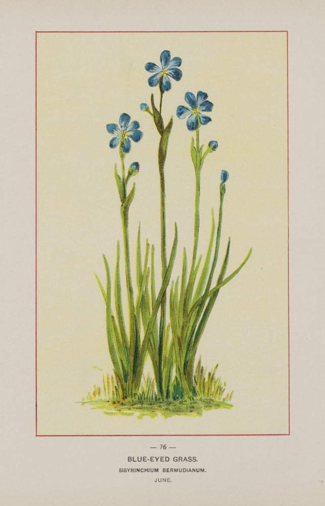Wild Flowers of America 1894 Blue-eyed Grass Canvas Art - Unknown (24 x 36)