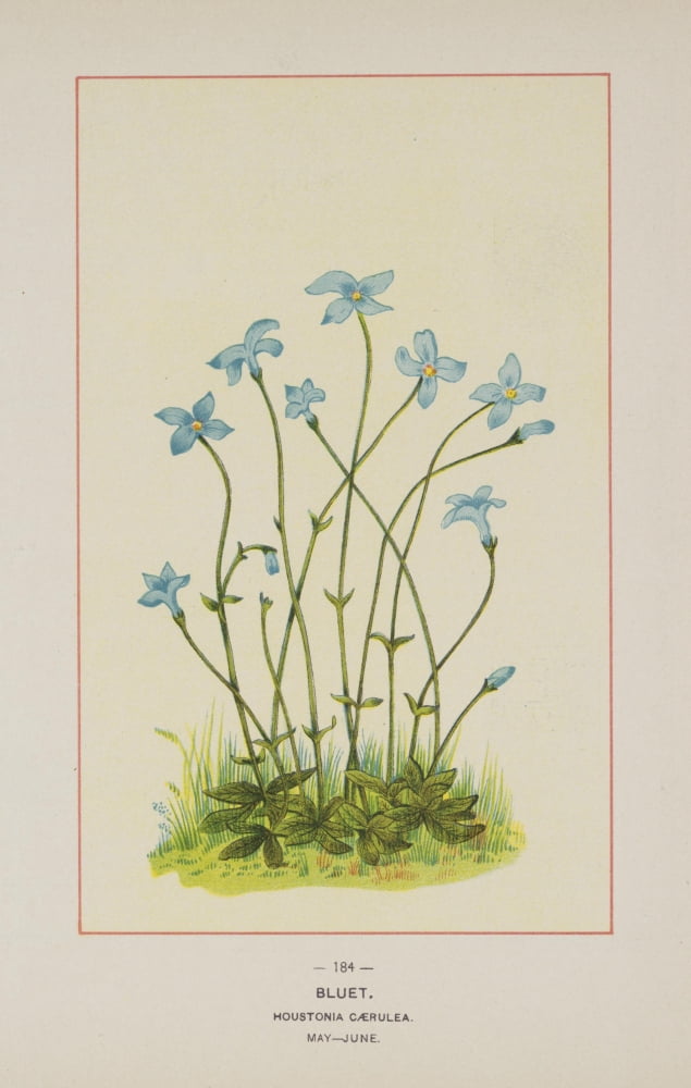 Wild Flowers of America 1894 Bluet Canvas Art - Unknown (18 x 24)