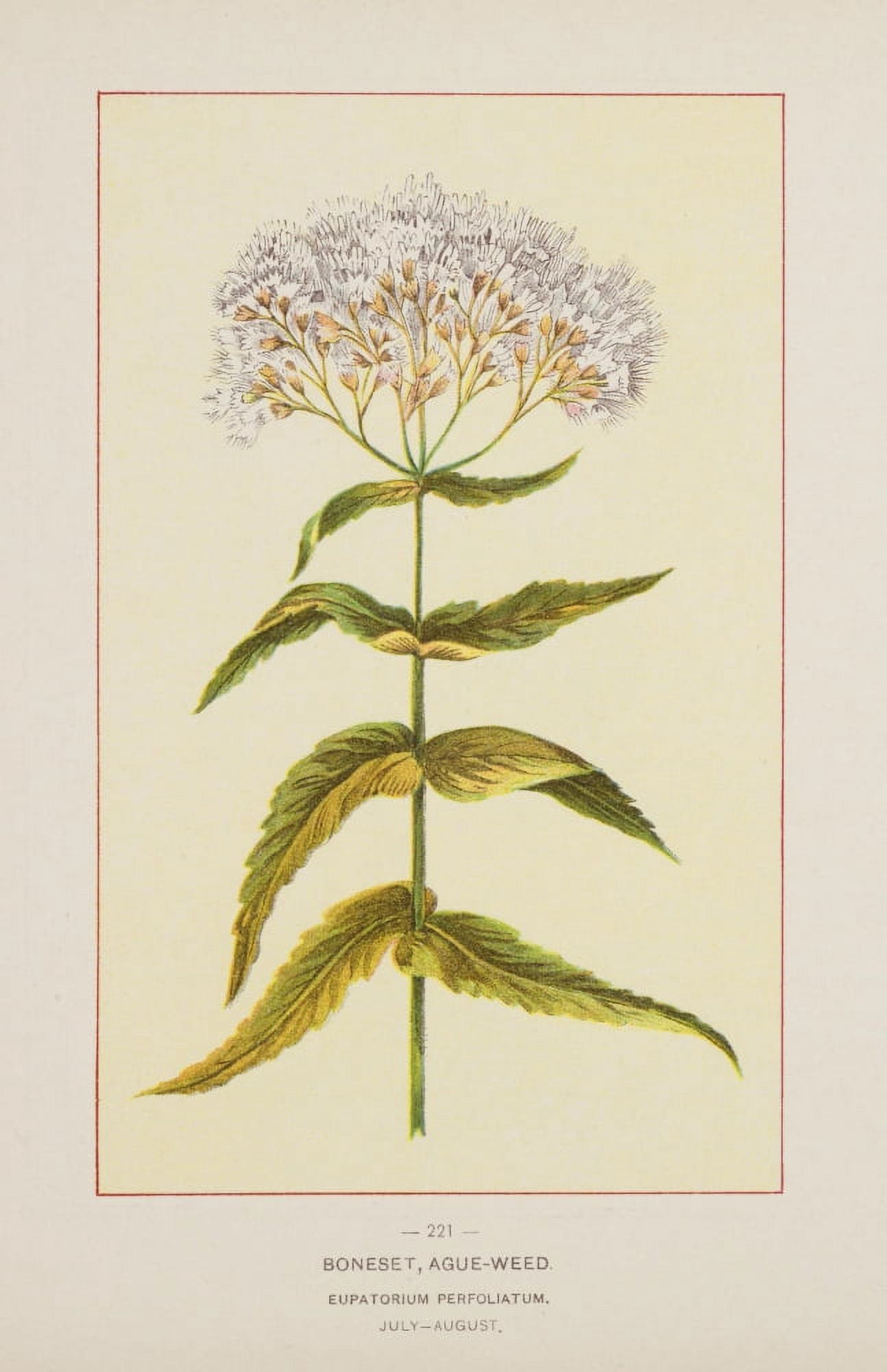 Wild Flowers of America 1894 Boneset Canvas Art - Unknown (24 x 36)