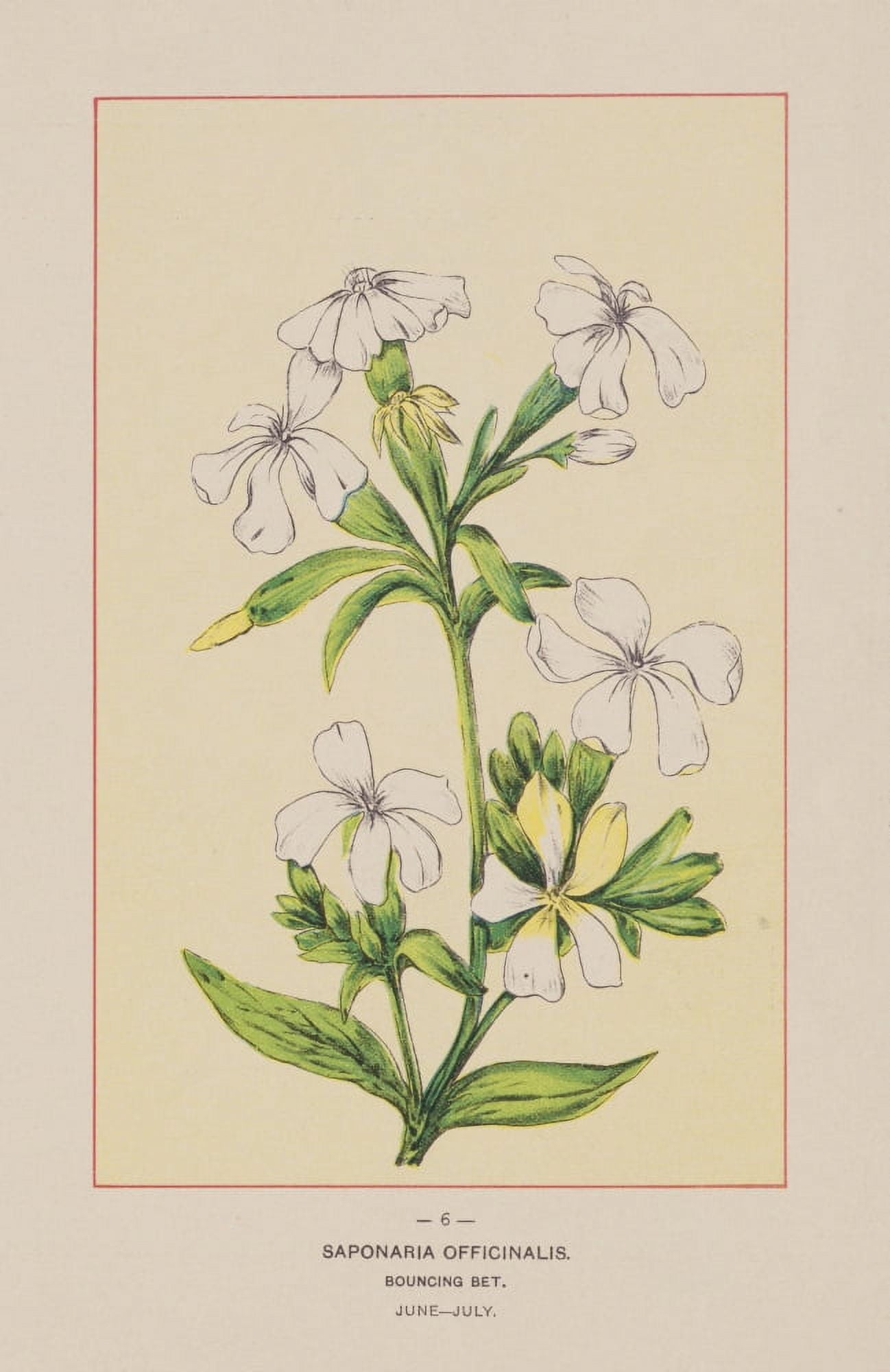 Wild Flowers of America 1894 Bouncing Bet Canvas Art - Unknown (18 x 24)