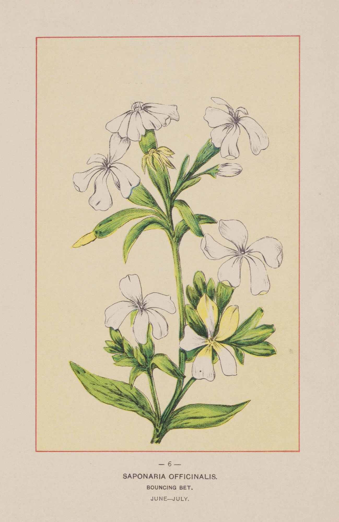 Wild Flowers of America 1894 Bouncing Bet Canvas Art - Unknown (24 x 36)