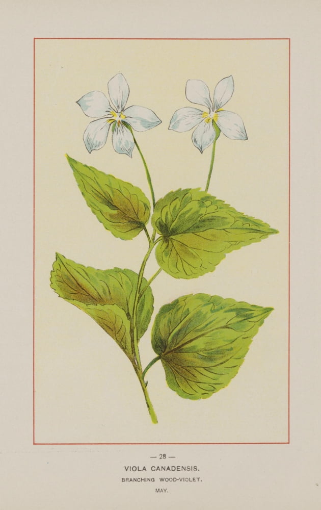 Wild Flowers of America 1894 Branching Wood-violet Canvas Art - Unknown (18 x 24)
